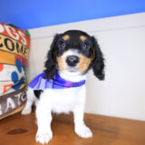 Itsy-Bitsy Dachshund 04