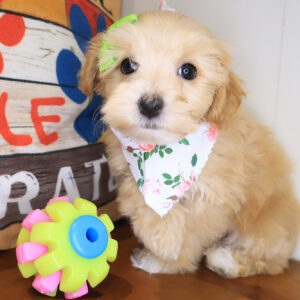 Mudkip Maltipoo 01