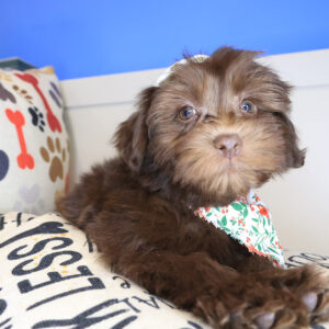 Navarre Schnoodles 01