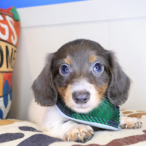Nemo Dachshund 01