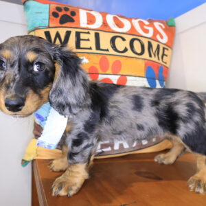 Peony Dachshund 01