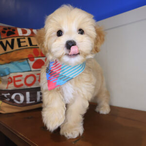 Quest Maltipoo 01