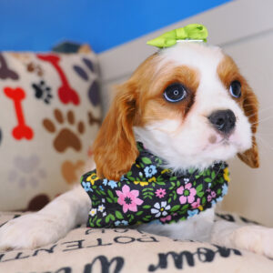 Sookie Cavalier King Charles Spaniel 01