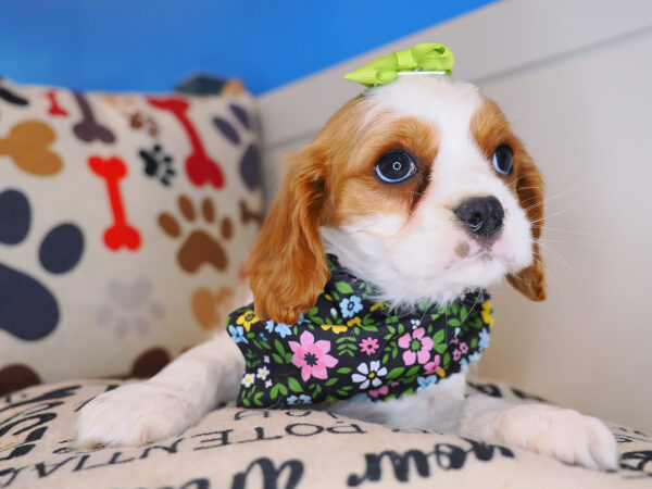 Sookie Cavalier King Charles Spaniel 01