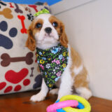 Sookie Cavalier King Charles Spaniel 02