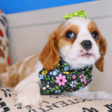 Sookie Cavalier King Charles Spaniel 03