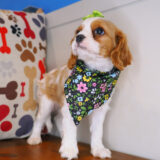 Sookie Cavalier King Charles Spaniel 04