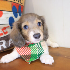 Swank Dachshund 01