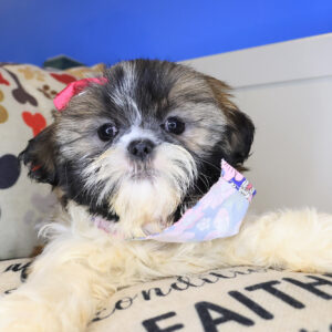 Sweet Pea Shih Tzu 01
