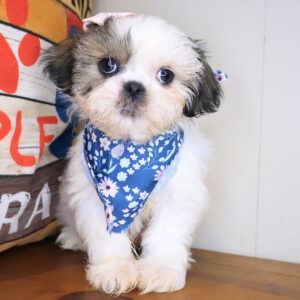Tessa Shih Tzu 01
