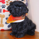 Zacky Shih Tzu 01