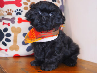 Zacky Shih Tzu 01