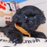 Zacky Shih Tzu 02