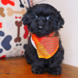 Zacky Shih Tzu 03