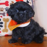 Zacky Shih Tzu 04