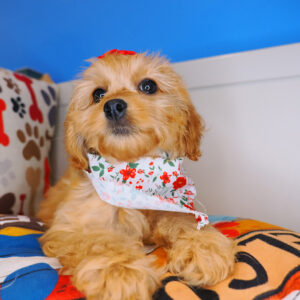 Abby Cockapoo 01