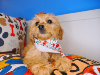 Abby Cockapoo 01
