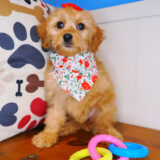 Abby Cockapoo 02