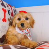 Abby Cockapoo 03