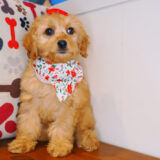 Abby Cockapoo 04