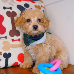 Apollo Bichapoo 01