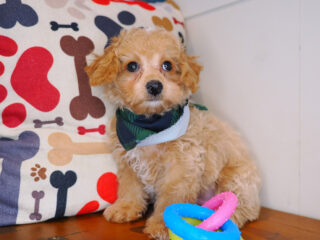 Apollo Bichapoo 01