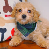 Apollo Bichapoo 02