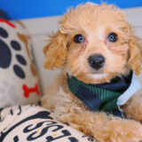 Apollo Bichapoo 03