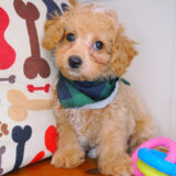 Apollo Bichapoo 04