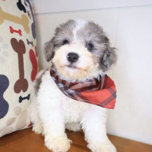 Aspen Bichapoo 01