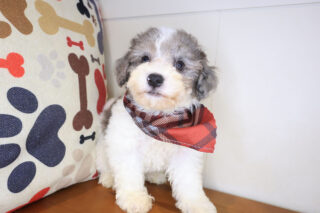 Aspen Bichapoo 01