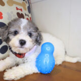 Aspen Bichapoo 02
