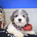 Aspen Bichapoo 03