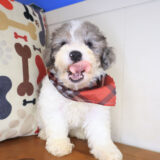Aspen Bichapoo 04
