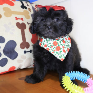 Aster Shihpoo 01