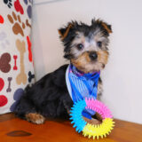 Astro Silky Terrier 01