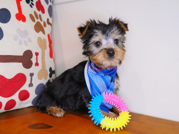 Astro Silky Terrier 01