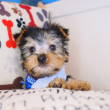 Astro Silky Terrier 02