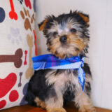 Astro Silky Terrier 03