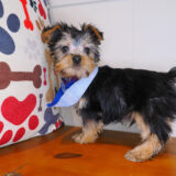 Astro Silky Terrier 04