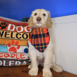 Augie Labradoodle 01