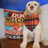 Augie Labradoodle 04