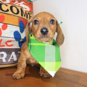 Bali Dachshund 01