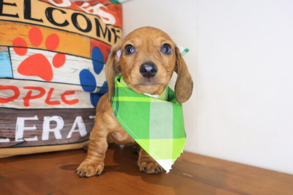 Bali Dachshund 01