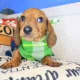 Bali Dachshund 02