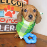 Bali Dachshund 03