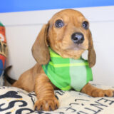 Bali Dachshund 04