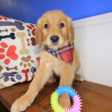 Bashful Golden Retriever 01