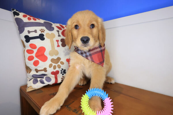 Bashful Golden Retriever 01