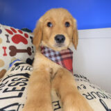 Bashful Golden Retriever 02